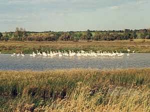 Portiragnes Plage Flamingos